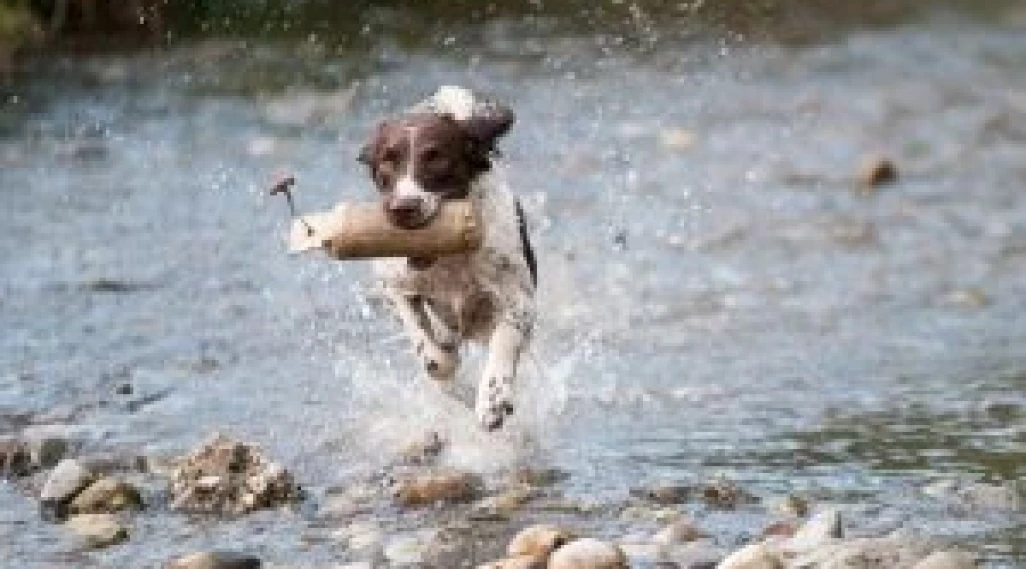 Pet friendly camping and Motorhoming Tips