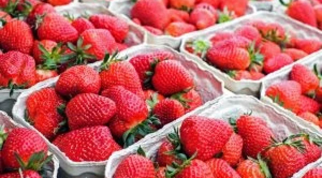 Strawberry Picking campsites