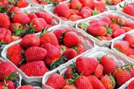 Strawberry Picking campsites