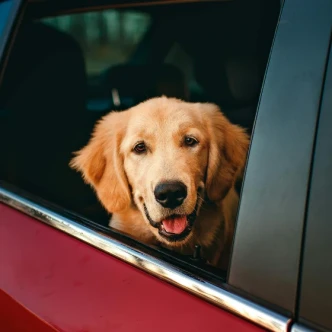 How to Drive Safely with Pets in the Car