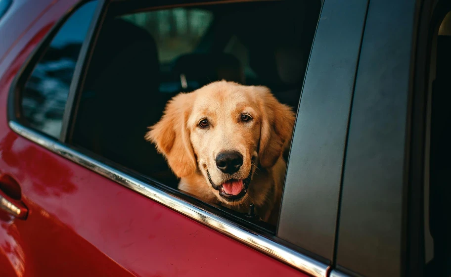 How to Drive Safely with Pets in the Car