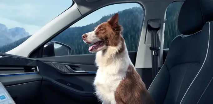 Service, Maintenance and MOT - OMODA